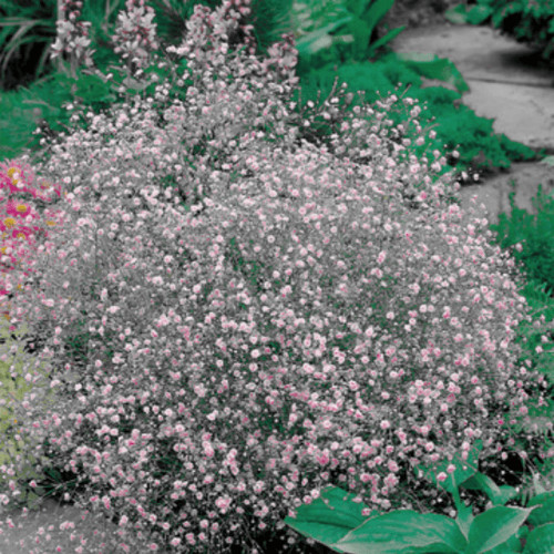 Évelő fátyolvirág - rózsaszín