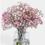 Évelő fátyolvirág - rózsaszín