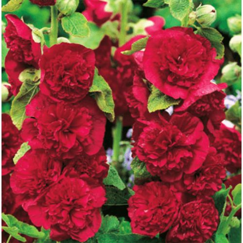 Évelő mályvarózsa - Piros 