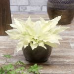 Fehér árnyékliliom - White Feather