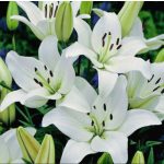 Ázsiai liliom - Canova