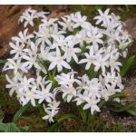 Fehér hófény - Chionodoxa Alba