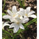 Fehér hófény - Chionodoxa Alba