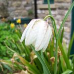 Fehér kockásliliom 