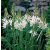 Fehér prérigyertya - Camassia