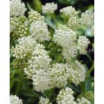 Fehér selyemkóró - Ice Ballet