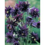 Fekete harangláb dupla - Aquilegia 