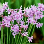 Fokföldi csillagvirág - Tulbaghia Silver Lace