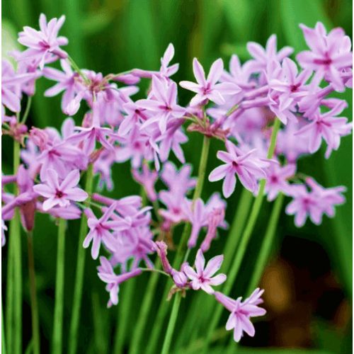 Fokföldi csillagvirág - Tulbaghia Silver Lace