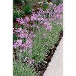 Fokföldi csillagvirág - Tulbaghia Silver Lace