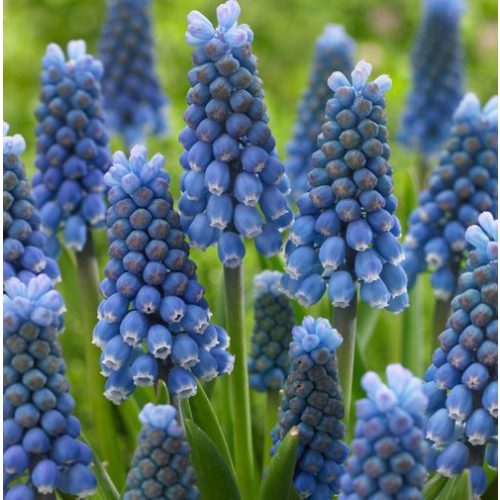 Fürtös gyöngyike - Blue Magic