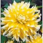 Grand Prix - óriásvirágú dália