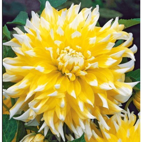 Grand Prix - óriásvirágú dália