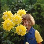 Grand Prix - óriásvirágú dália