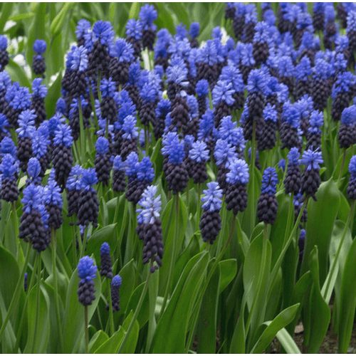 Fürtös gyöngyike - Latifolium