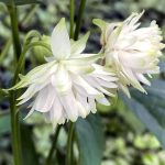 Harangláb dupla feher - Aquilegia 