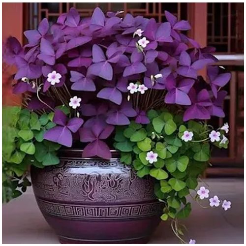 Háromszöglevelű madársóska - 'Mijke' ®