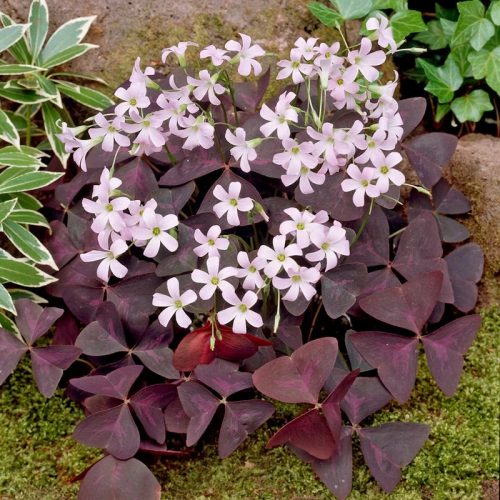 Háromszöglevelű  madársóska - oxalis