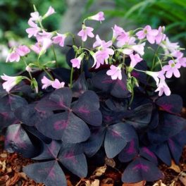 Madársóska - Oxalis triangularis 'Sunny' ® 