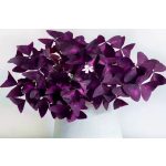 Háromszöglevelű madársóska -  'Sunny' ® 