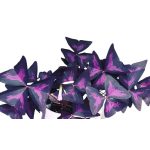 Háromszöglevelű madársóska -  'Sunny' ® 