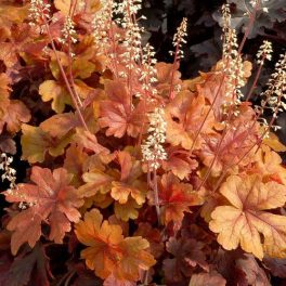 Heucherella - Buttered Rum