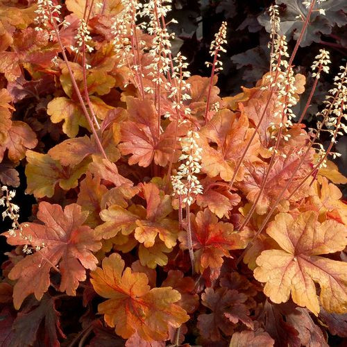 Heucherella - Buttered Rum