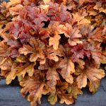 Heucherella - Buttered Rum