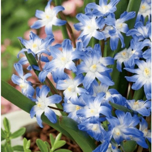 Hófény Blue Giant