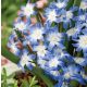 Hófény Blue Giant