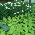 Árnyliliom August Moon