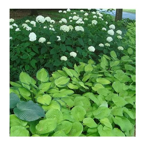 Árnyliliom August Moon