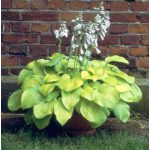 Árnyliliom August Moon