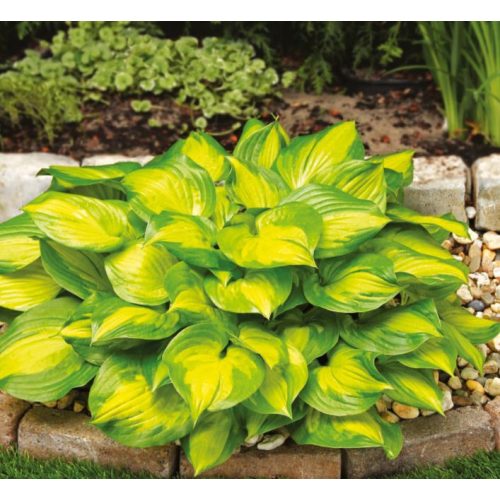 Árnyliliom (Hosta) Banana Bay
