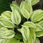 Árnyliliom (Hosta) Captain's Adventure