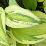 Árnyliliom (Hosta) Captain's Adventure