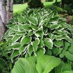 Árnyliliom (Hosta) Crispula