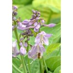 Árnyliliom (Hosta) Crispula
