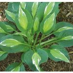Árnyliliom (Hosta) Snake Eyes