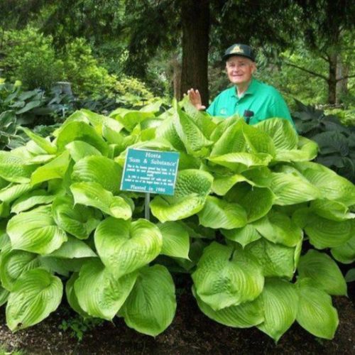 Árnyliliom (Hosta) Sum and Substance -óriás árnyliliom