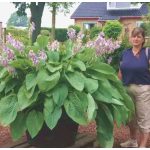 Árnyliliom Empress Wu - óriás árnyliliom