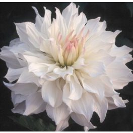 Óriásvirágú dália - Iceberg