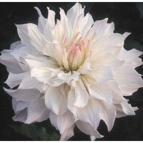 Óriásvirágú dália - Iceberg