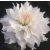 Óriásvirágú dália - Iceberg