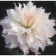 Óriásvirágú dália - Iceberg