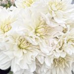 Óriásvirágú dália - Iceberg