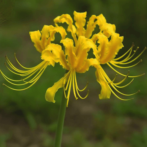 Japánamarillisz - Sárga pókliliom - Lycoris aurea