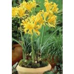 Japánamarillisz - Sárga pókliliom - Lycoris aurea