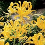 Japánamarillisz - Sárga pókliliom - Lycoris aurea