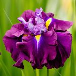 Japán írisz - Eileen